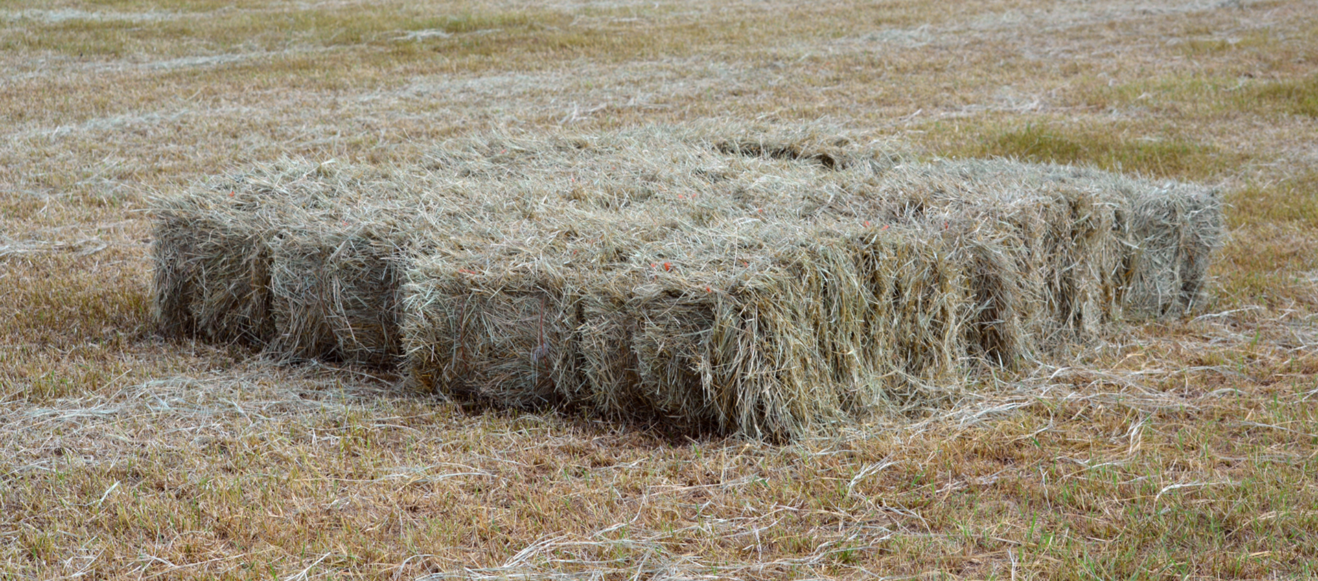 Stacked hay bales